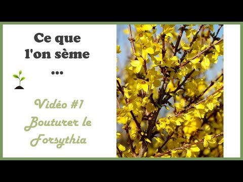 Vidéo: Problèmes de feuilles de forsythia : que faire pour un forsythia à feuilles jaunes ?