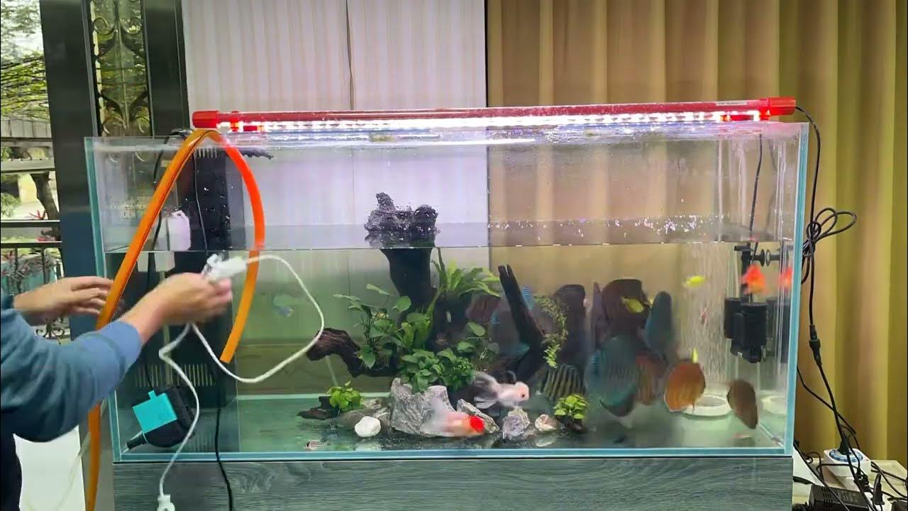 How to change the water of tank…!! I bought the huge discus fish will