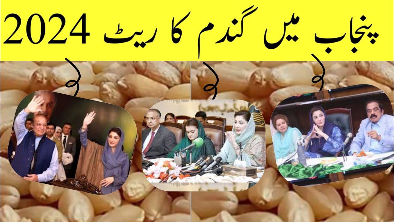 Wheat Price in Pakistan | Wheat Price Latest Updates | New Rate list ...