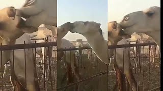 جمل يبوس ناقة ويضرب عليها/شاهد المودة والحب بين الأبل/Camal