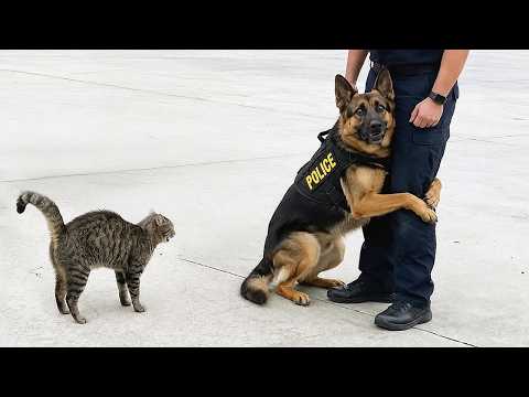 When Police Dogs Forget They’re on Duty 🐕👮‍♀️