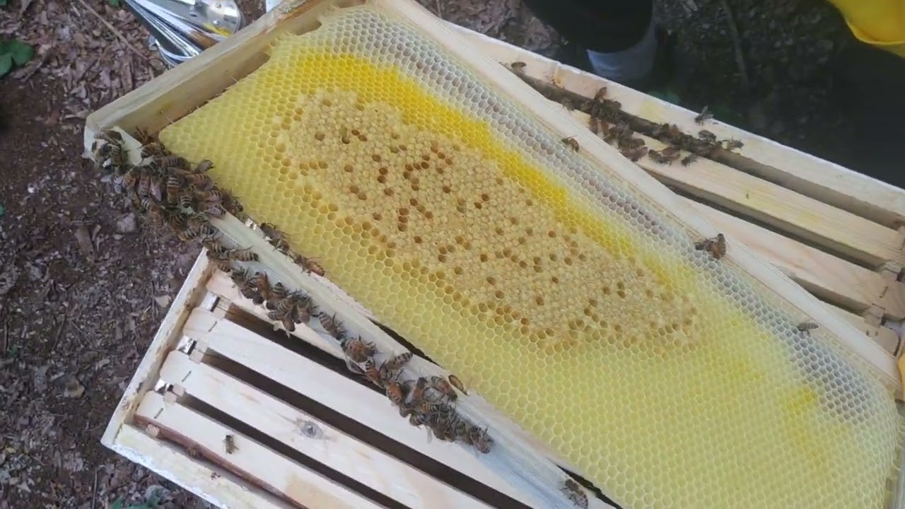 تطور طرد النحل الذي تم اصطياده ومتابعة الخلية الفاقدة للملكة