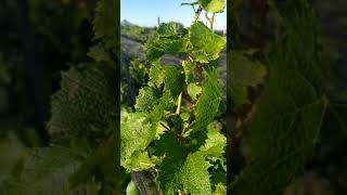 Conocimos "Finca Las Cuevas" en la provincia de Entre Ríos