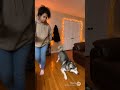 Luna the Husky Won’t Stop Howling at Home… Why? 🐺 | #mochichocoverse #dog
