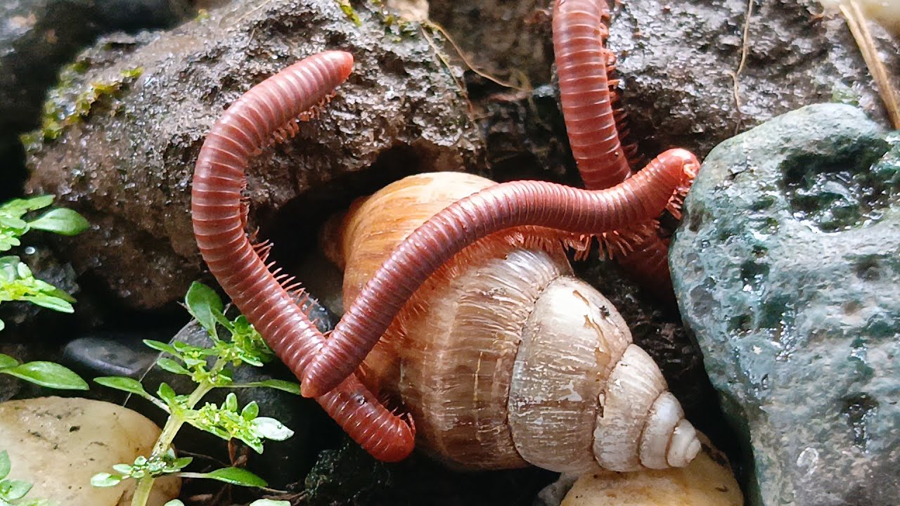 Animal Swarm , A Rare Look at a Millipede Colony #AnimalSwarm # ...