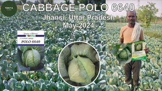 Cabbage Polo 6640 Jhansi May 2024