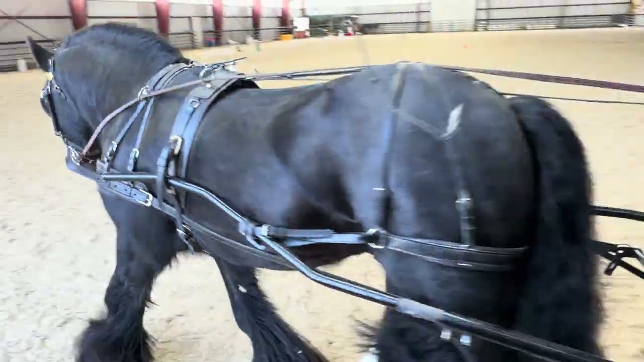 WDAAZ Heart My Horse Winter Show 60x27.70 arena #6450 TMR The Mane Attraction Tierra Osborne 