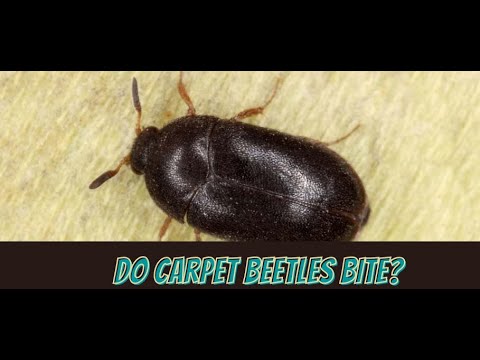 Video: Gli scarabei dermestidi sono dannosi per l'uomo?