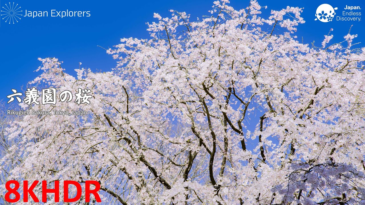 六義園の桜 Rikugien Cherry Blossoms [8KHDR] - YouTube
