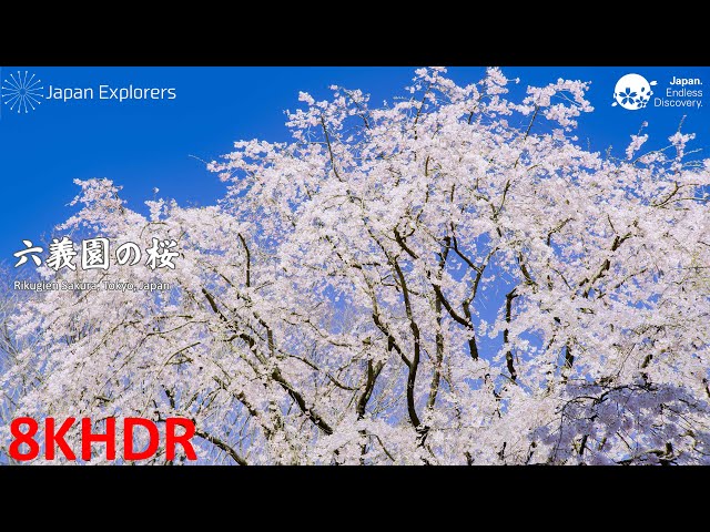 六義園の桜 Rikugien Cherry Blossoms [8KHDR] - YouTube