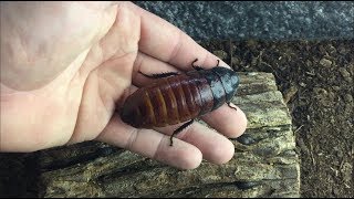 New Giant Hissing Cockroaches and the winners of the 3k Tarantula Giveaway