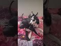 Funny puppies their reaction