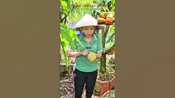 xoài cát hòa lộc cây lỡ  trồng  sân vườn,.. #caygiong #caytrongnha