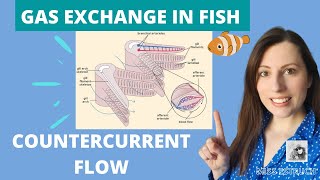 GAS EXCHANGE IN FISH & COUNTERCURRENT exchange principle: Alevel Biology. Gill filaments & lamella