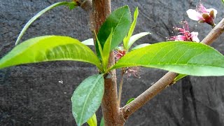 FERTILIZACIÓN , urea, fertilizante foliar y abono orgánico