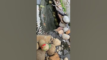 #shorts Con suối nhỏ nhiều cá to