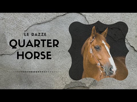 Video: Differenza Tra Purosangue E Quarter Horse