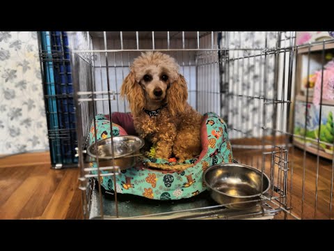 Клетка для собак TRIOL. Обзор и правильное использование.