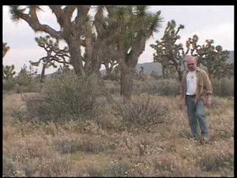 The Artist Lounge-The Joshua Tree