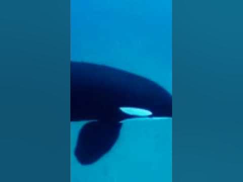 Killer Whale sounds! - YouTube