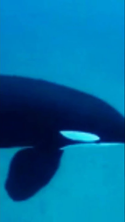 Killer Whale sounds!