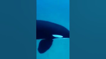 Killer Whale sounds!
