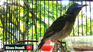 Burung Kolibri Manggar || Pancingan Wiceh Kelapa gacor