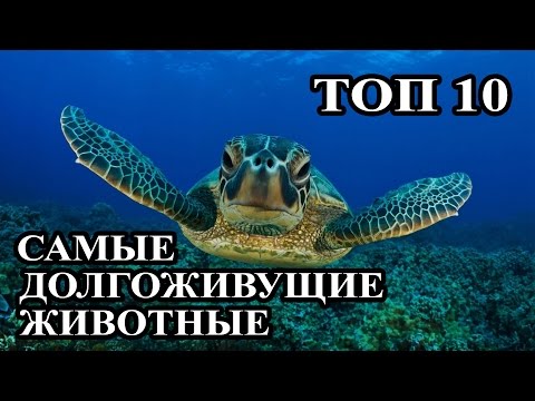 Топ 10 Самых долгоживущих животных. Жизнь животных