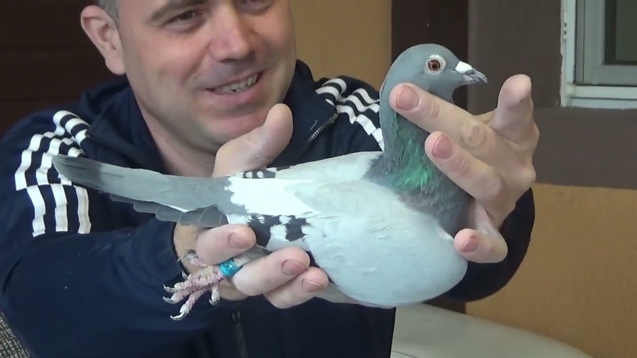 Columbofil dl Nan Daniel Darza Dambovita Romania femele reproductie de vanzare 25 oct 2025