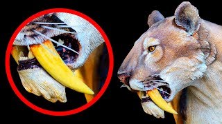 10 Extinct Animals Scientists Are Ready to Bring Back 10 Extinct Animals Scientists Are Ready to Bring Back