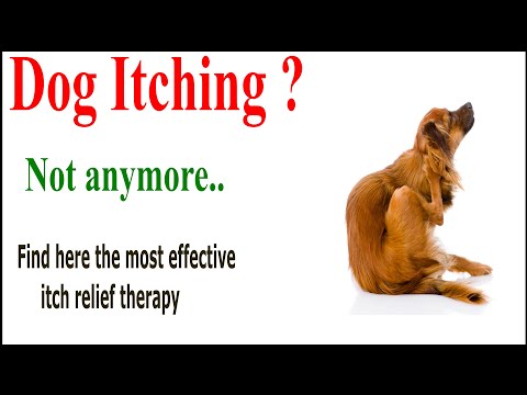 itch-treatment-in-dog