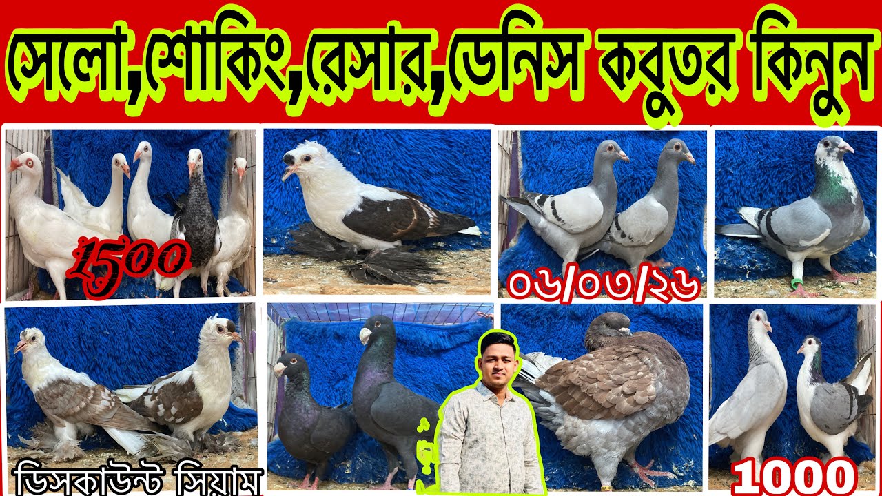 সেলো,শোকিং,রেসার,ডেনিস,কবুতর কিনুন ডিসকাউন্ট সিয়াম 