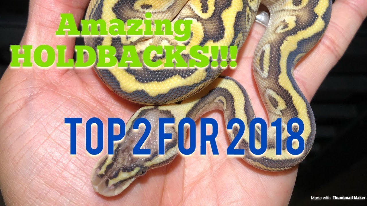 pet snakes and dogs HET CLOWNS, CORAL GLOWS AND MORE!! My TOP HOLDBACK THIS SEASON!!!