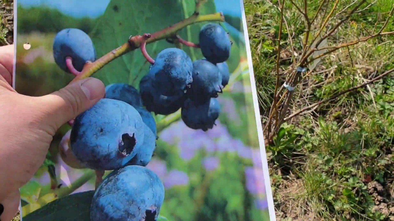 YABAN MERSİNİ NEDEN GELİŞMEZ  ?  HOBİ BAHÇESİ VİDEOLARI , ACEMİ BAHÇIVAN VİDEOLARI