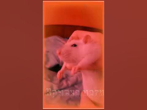 эдит меги - YouTube