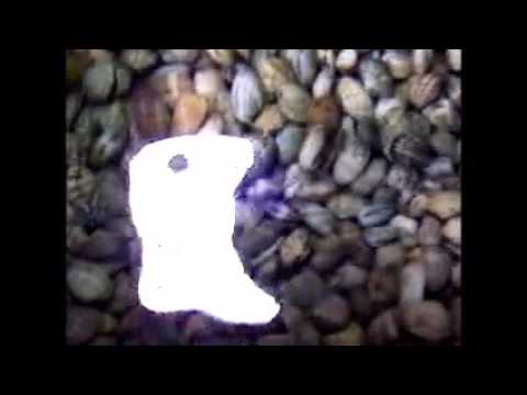 Deep sea water tank for storage live baby clam - YouTube