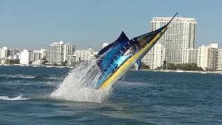 Seabreacher Sailfish hits Miami