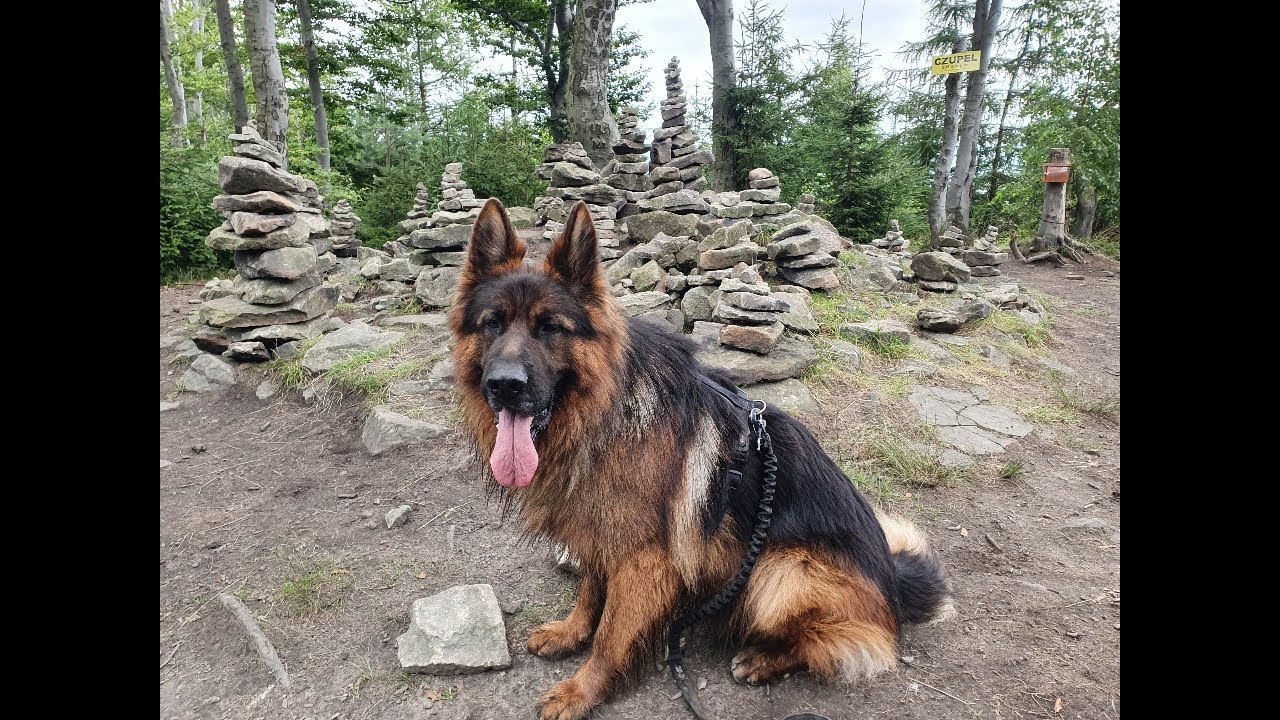 Zdobywanie gór z Owczarkiem Niemieckim/Mountain conquering with German