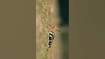 common hoopoe. wildlife documentaries. #shorts