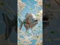 Piranha Egg Hatches Instantly #wildlife #survival #shorts