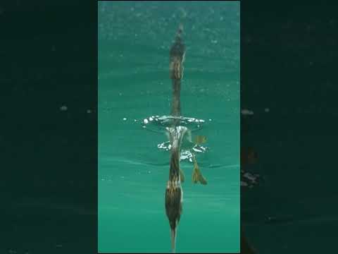 The Invisible River Beneath Europe