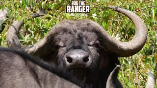 Look At These Beautiful Buffalo!! | Lalashe Mara Ripoi Safari