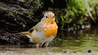 European Robin Singing and Bathing
