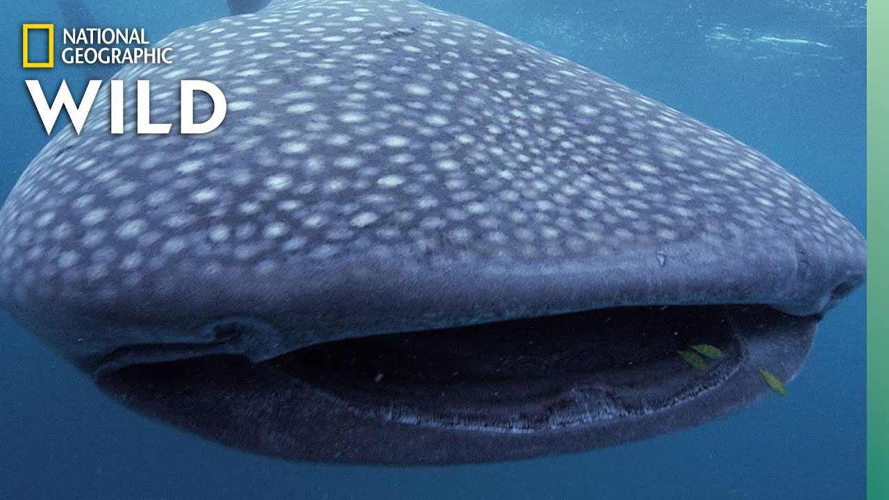 ⁣5 Big Sharks That Rule the Sea | Nat Geo Wild