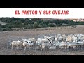 EL PASTOR Y LAS OVEJAS ESENCIALES III