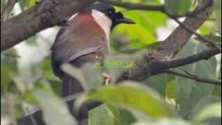 Suara Burung Poksay Punggung Merah Garrulax nuchalis Versi 5