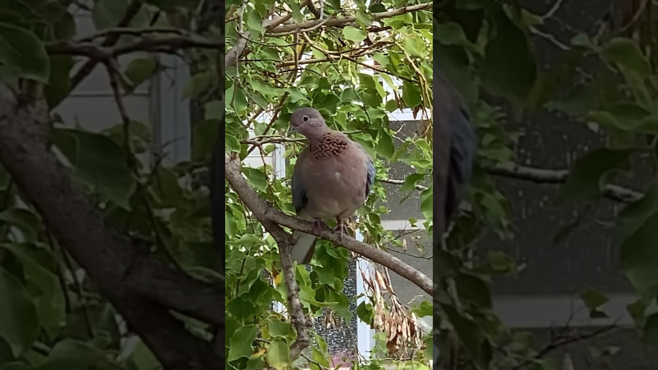 Laughing dove (Spilopelia senegalensis) cleaning time 