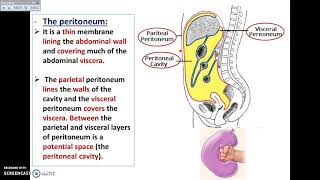 Overview of Abdomen (7) - Definition of the Peritoneum - Dr. Ahmed Farid