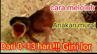 cara meloloh anakan murai  dari 0-13 hari!!! sampai bisa nangkring