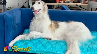 The National Dog Show's bougie Borzoi | NBC Sports